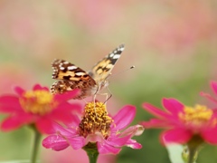 ビタミンカラー