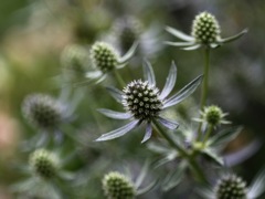 エリンジウム　秘密の恋