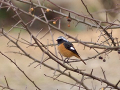 ジョビ君と出会う