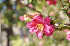 サザンカの咲く道