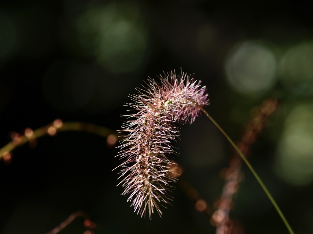 赤い猫じゃらし
