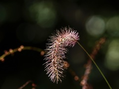 赤い猫じゃらし