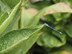 雨上がりの糸トンボ