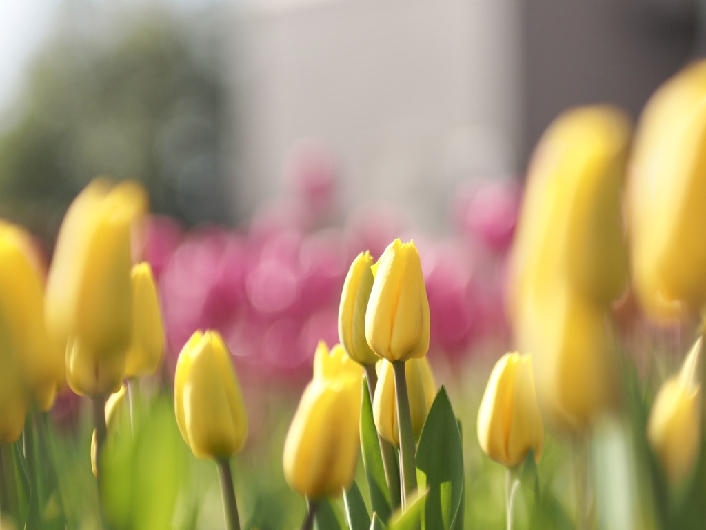 アイスチューリップ