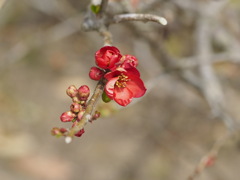 咲いてます。木瓜の花