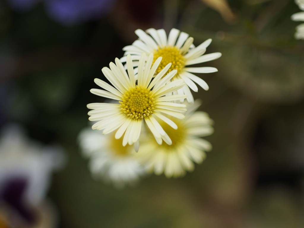 華やかさを添えて