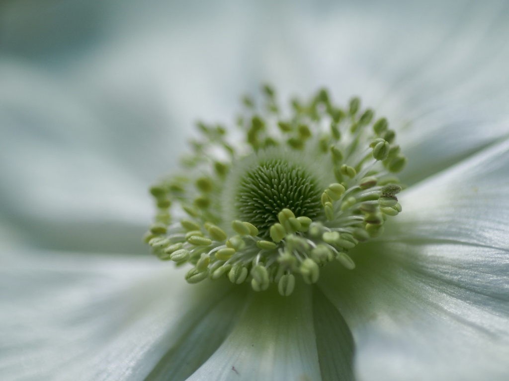 花言葉は「希望」