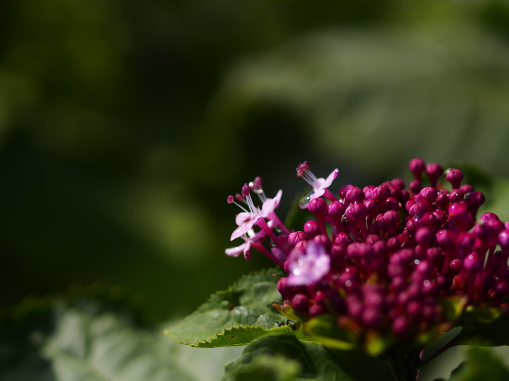 ボタンクサギの花