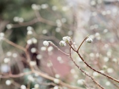 まるで雪のよう