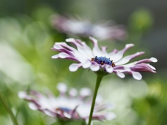 早春の草花展にて