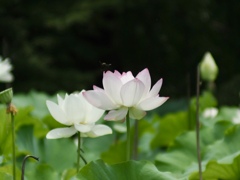 蓮池にて