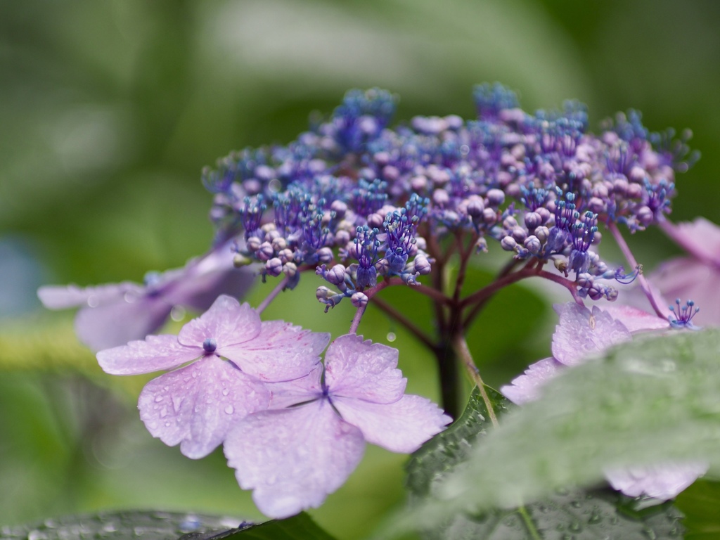 紫陽花