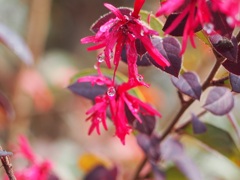 雨上がりのマンサクの花2