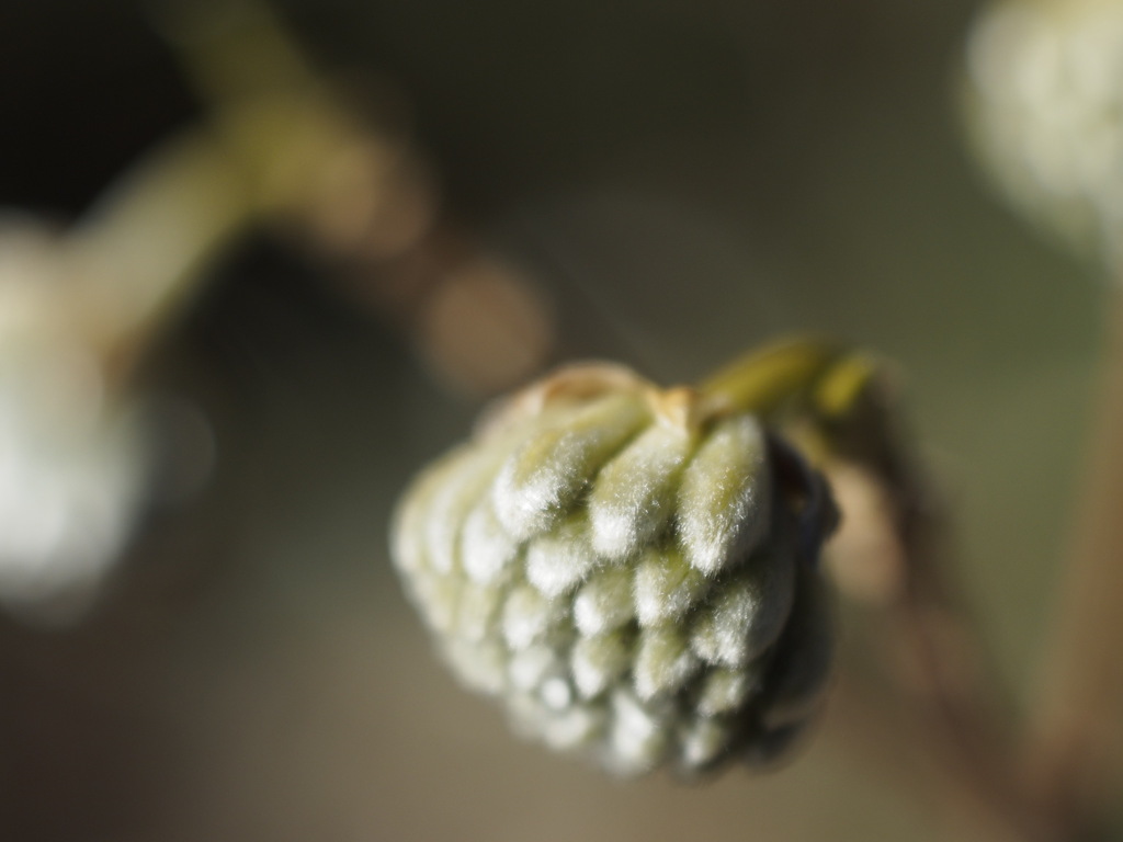 ミツマタのもふもふ