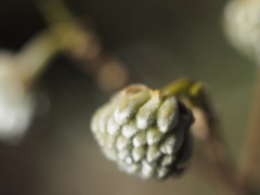 ミツマタのもふもふ