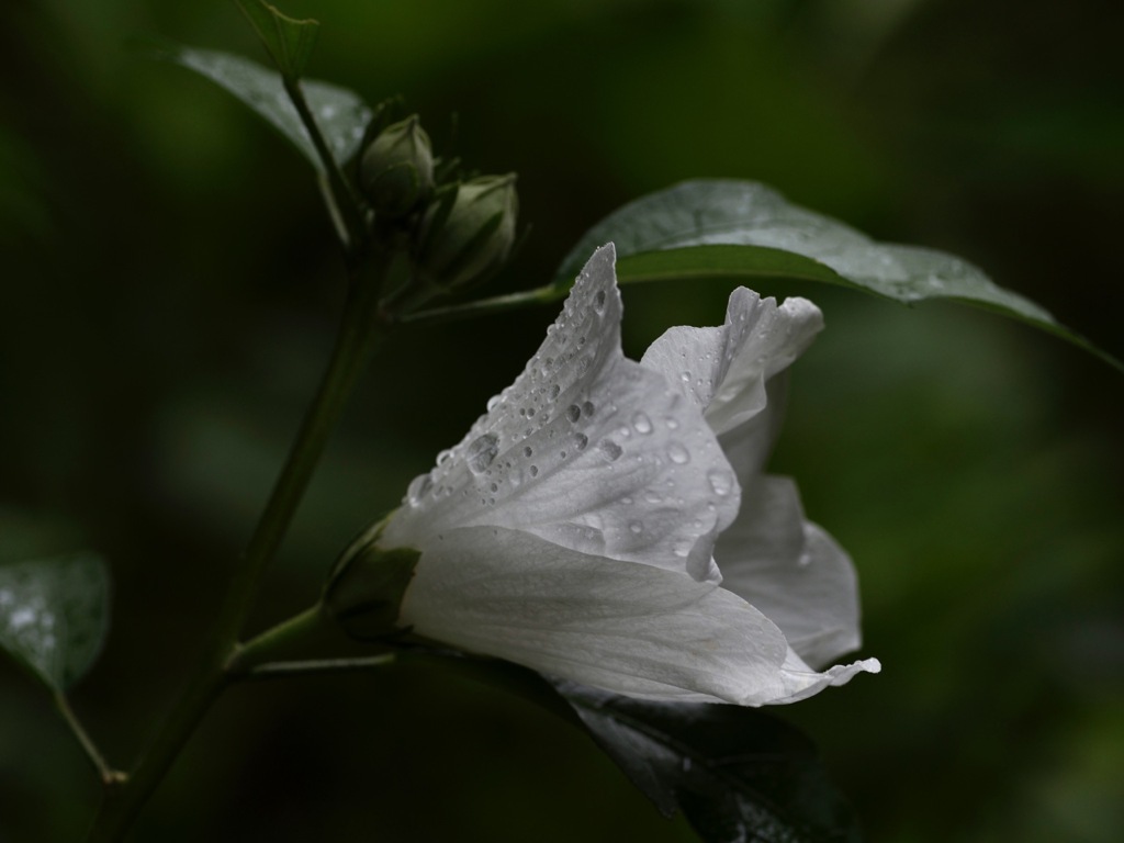 貴船にて　　白いムクゲ