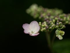 紫陽花