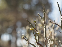 初撮り　梅