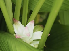 恥ずかしがり屋さん