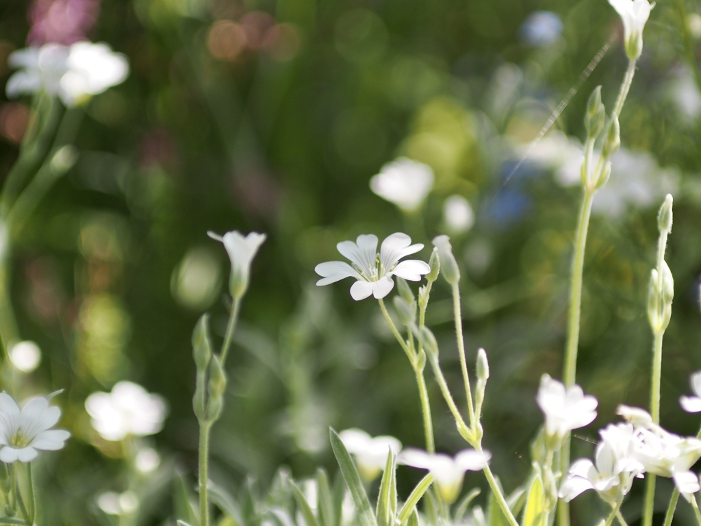 柳が崎湖畔公園にて2