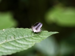 小さな落とし物