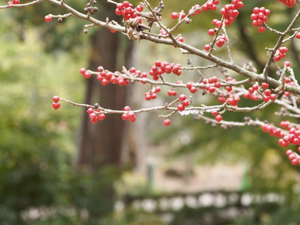 ウメモドキの実