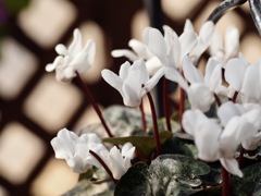 真綿色のシクラメン