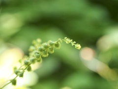 アポロチョコ？