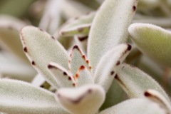 温室にて１　月兎耳