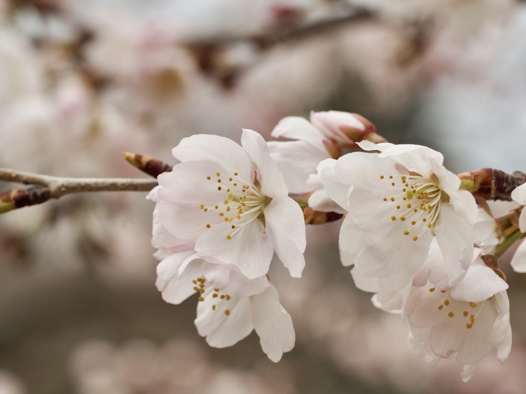 咲いてます。　細井桜