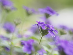 よそ様のお庭から拝借　その2