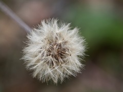 ツワブキの綿毛2