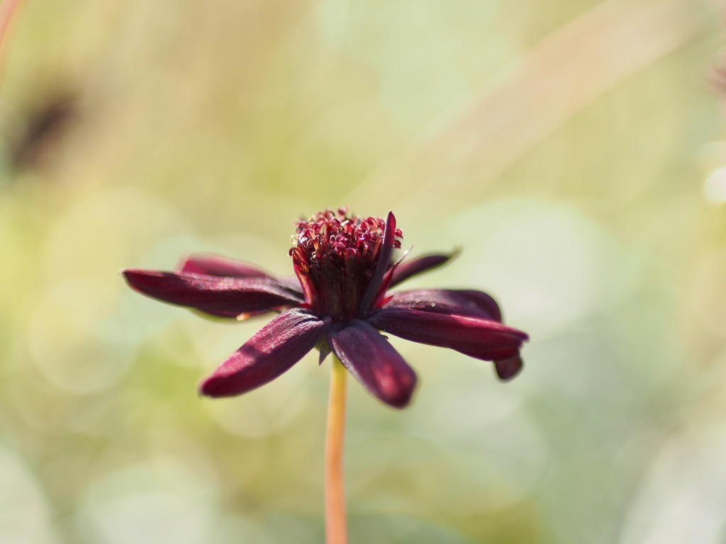 花言葉は「恋の思い出」