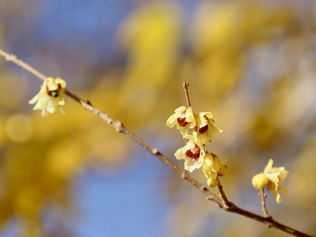 ウンナンローバイ