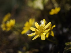 ツヤツヤ　キラキラ　ヒメリュウキンカ