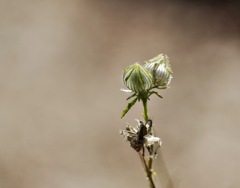 ジュエリーのような