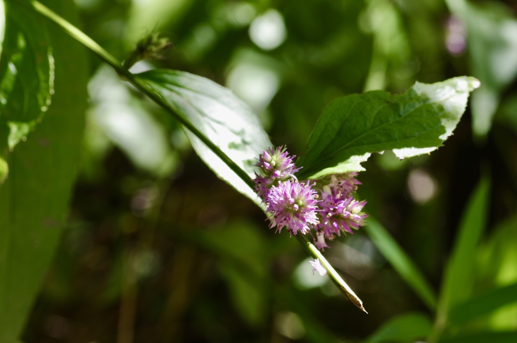 トラノオスズカケ