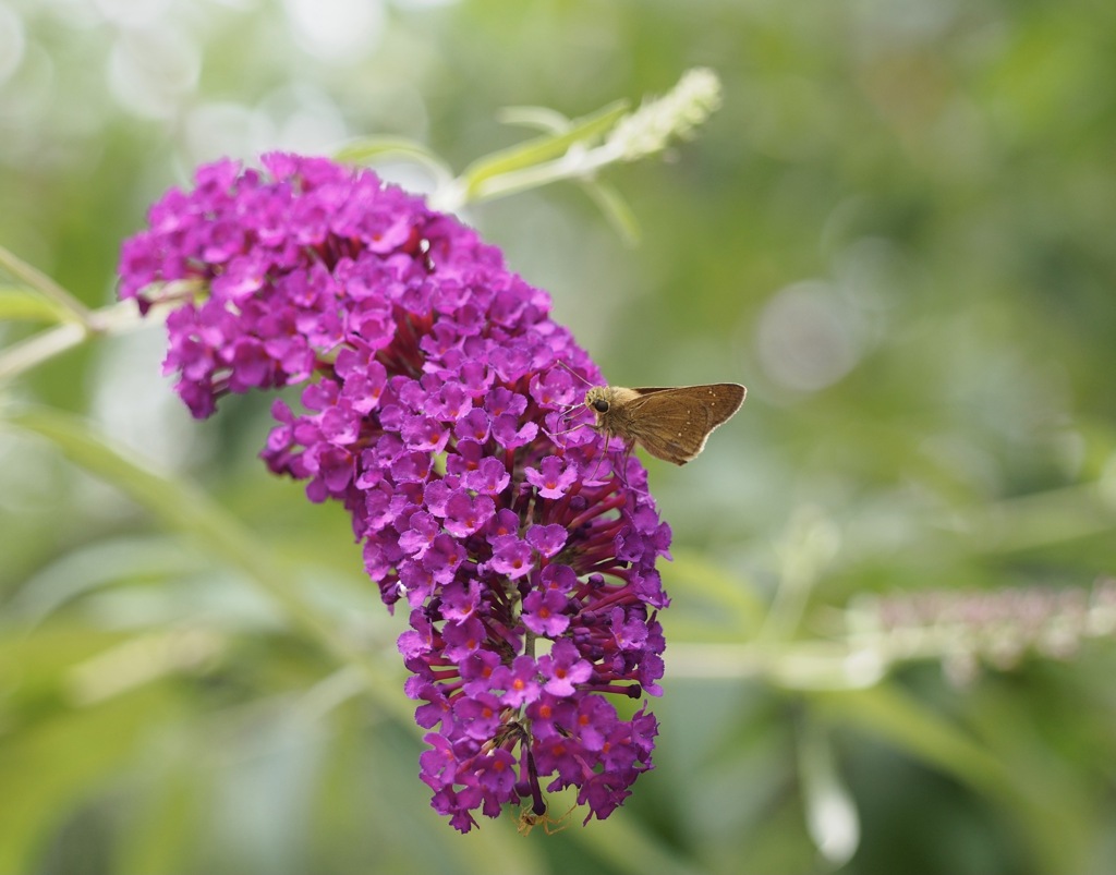 ここにいるよ〜