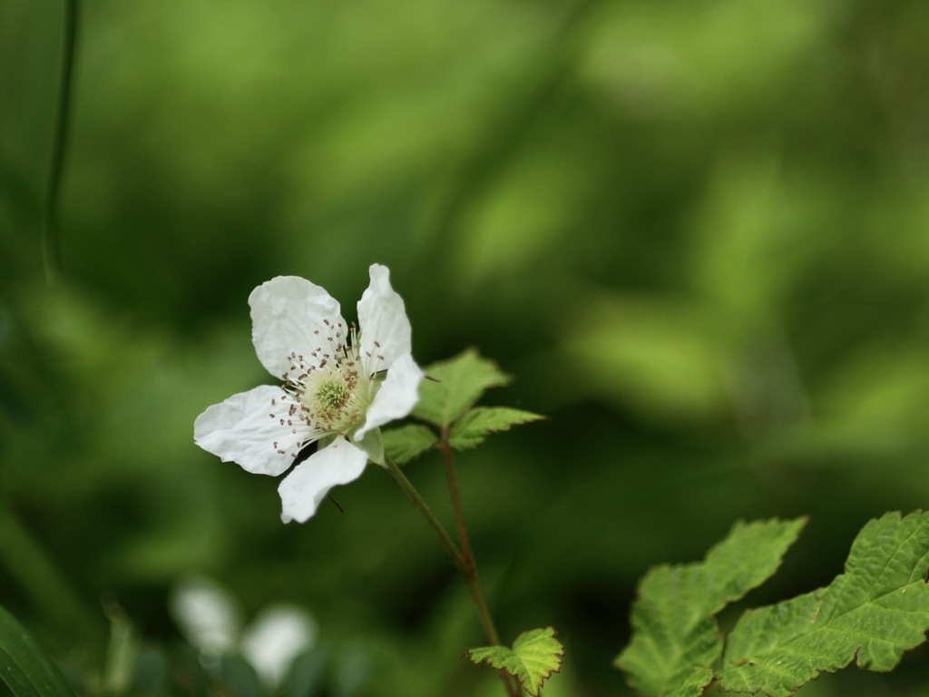 カジイチゴの白い花