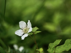 カジイチゴの白い花