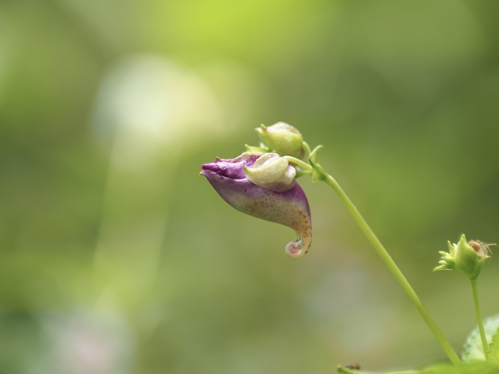 森を泳ぐクジラ