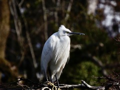 ロックンロールだぜ！
