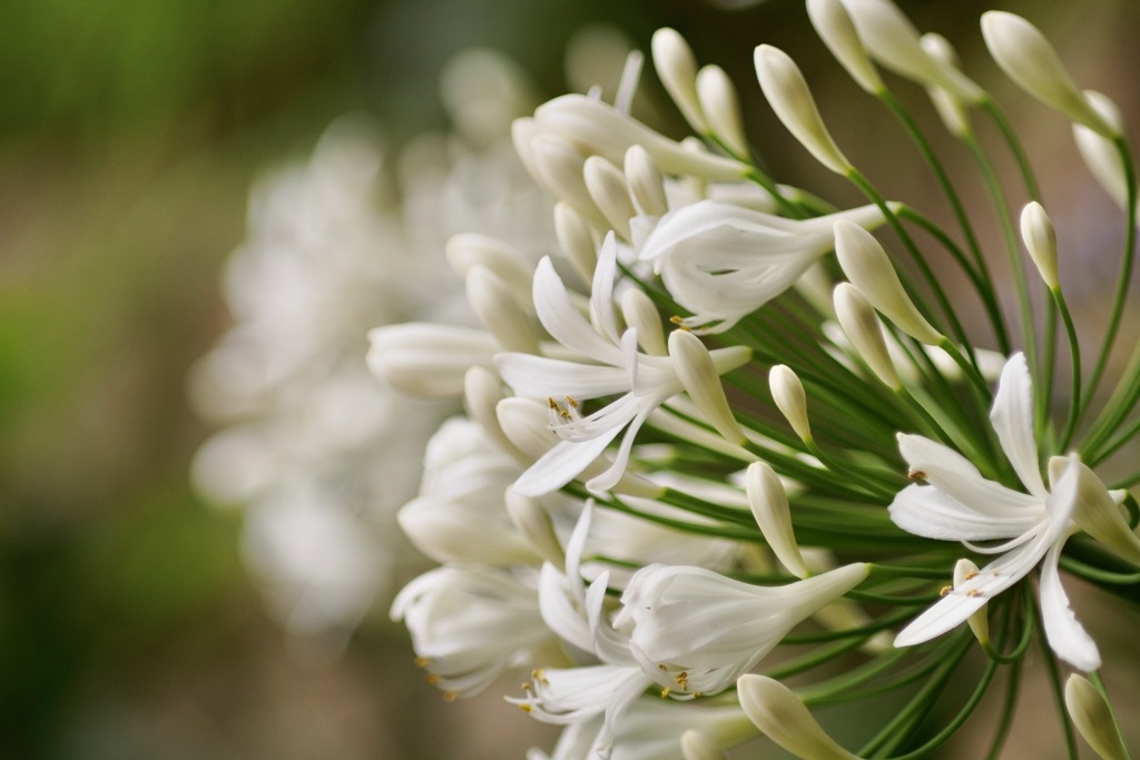 白いアガパンサス