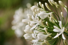 白いアガパンサス