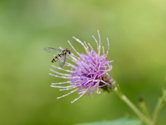 アザミとアブさん