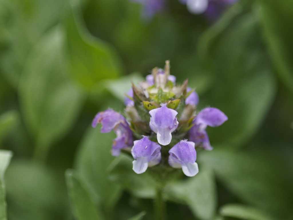 ドナルドがいっぱい