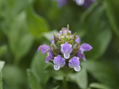 ドナルドがいっぱい