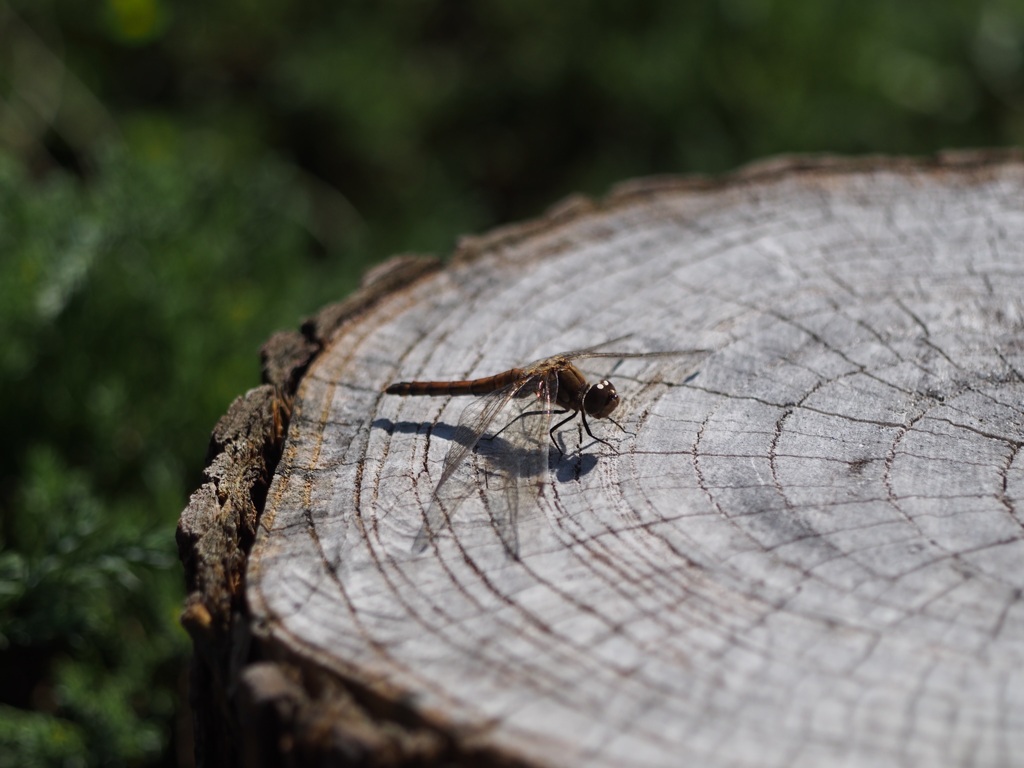 切り株とトンボ