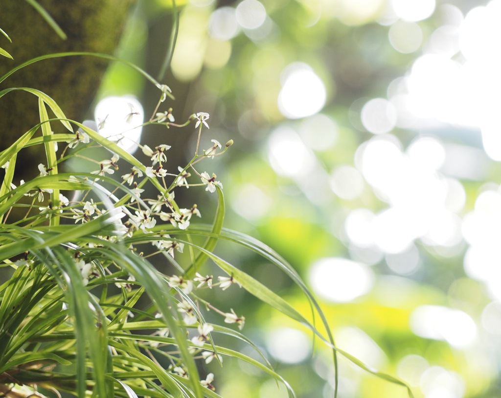 小さな蘭科の花　