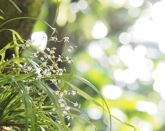 小さな蘭科の花　